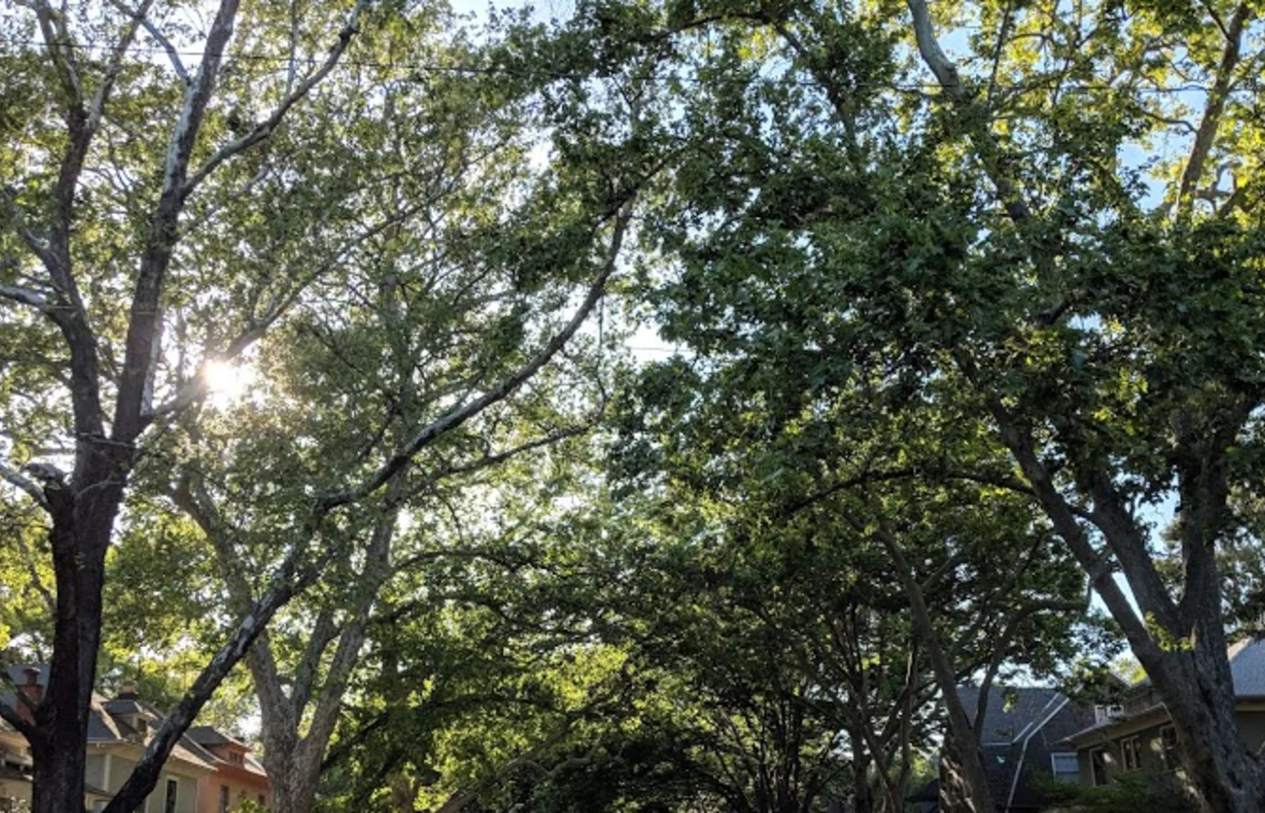 Sunlight filtering through mature trees over a Midtown Sacramento residential street